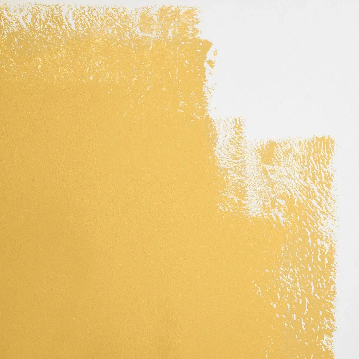 Schumacher Pablo Honey paint swatch – warm, bright yellow