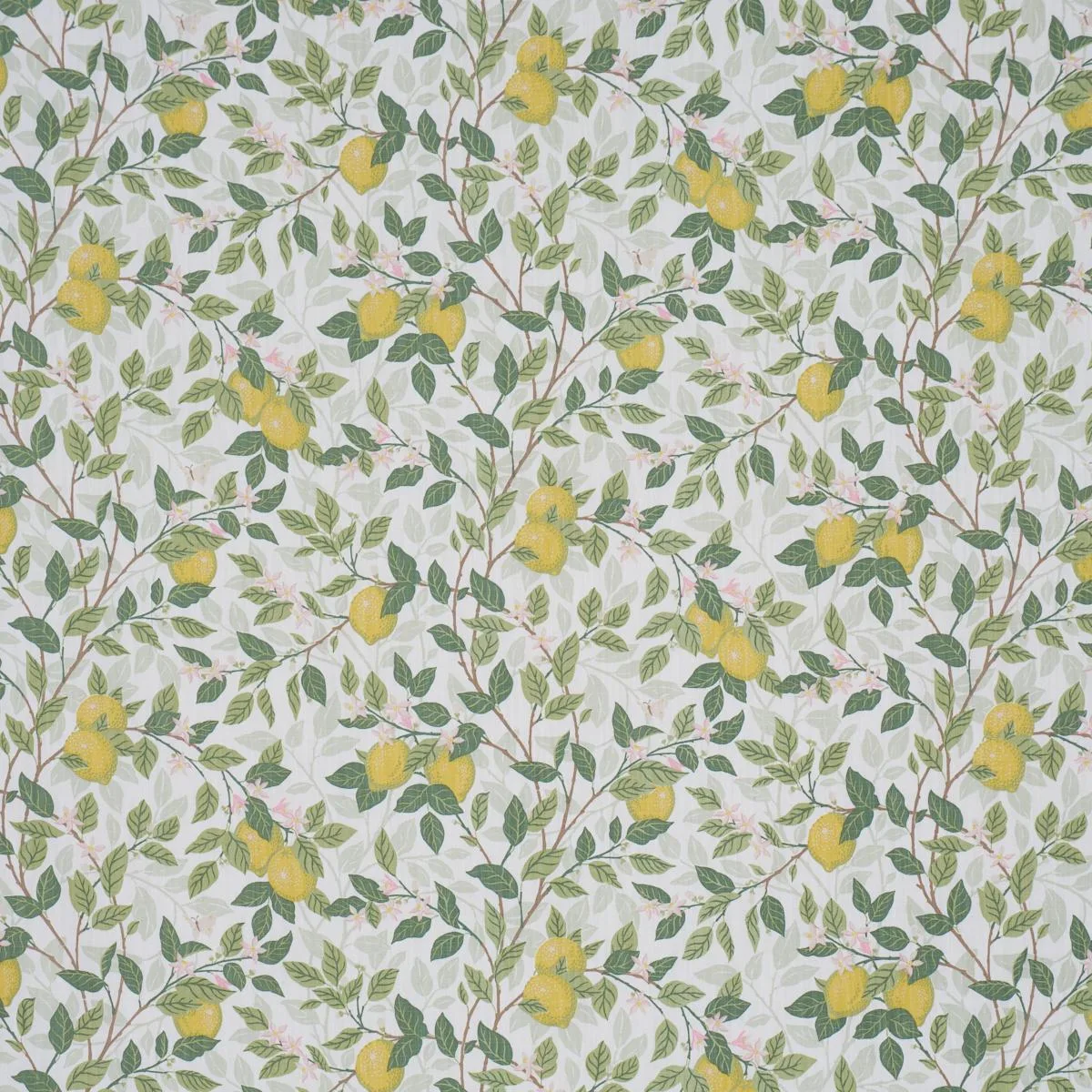 Schumacher 182950 CitronträD Ivory And Leaf fabric swatch
