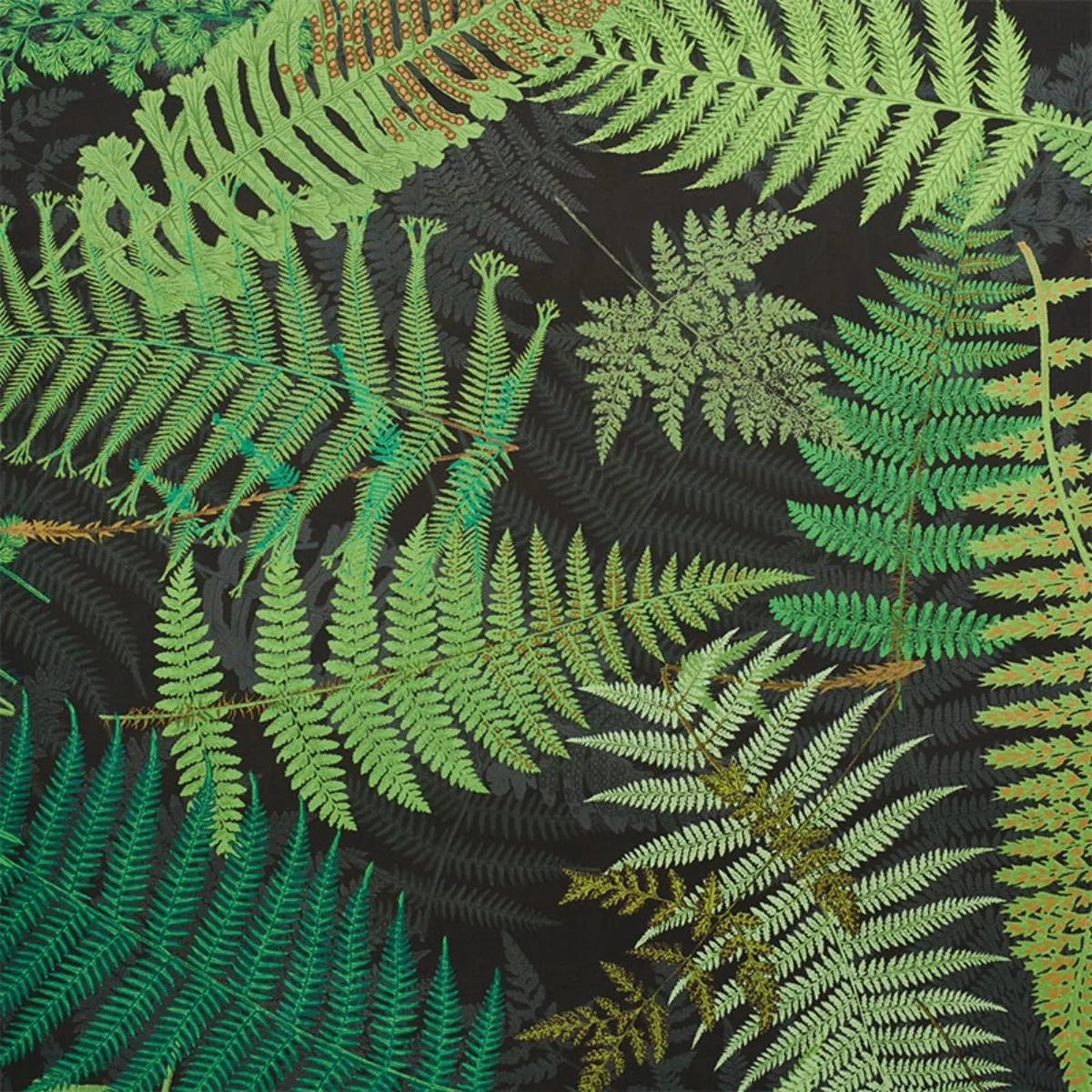 Schumacher 177591 Fernarium Green & Black fabric swatch