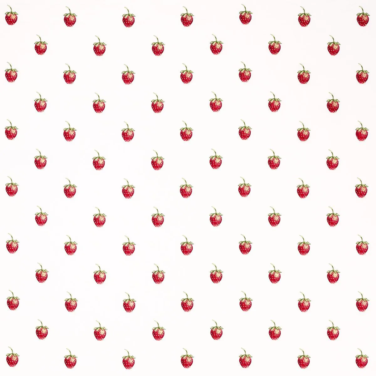 Schumacher 82280 Freshie Fresh Ivory fabric swatch