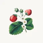 Schumacher 180640 Strawberry Hill White fabric swatch