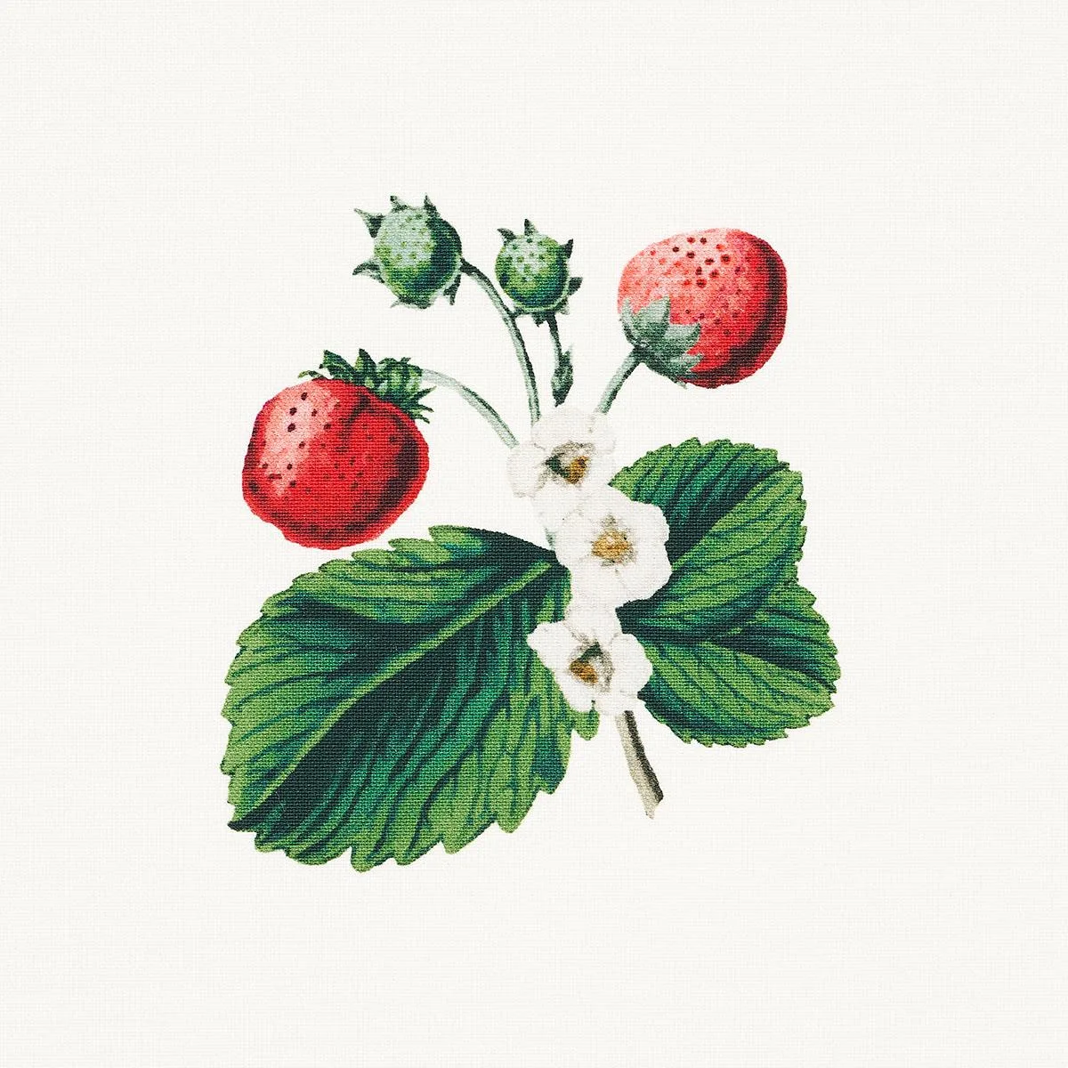 Schumacher 180640 Strawberry Hill White fabric swatch