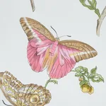 BAUDIN BUTTERFLY CHINTZ Fabric – BLUSH | Schumacher | Wallpa BAUDIN BUTTERFLY CHINTZ fabric BLUSH color by Schumacher