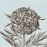 CABOT BOTANICAL Fabric – SKY | Schumacher | Wallpaper Twins CABOT BOTANICAL fabric SKY color by Schumacher