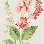 FLOREANA Fabric – BERRY | Schumacher | Wallpaper Twins FLOREANA fabric BERRY color by Schumacher
