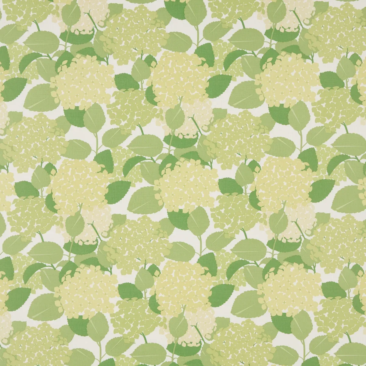 177584 | HYDRANGEA – GREEN