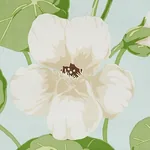NASTURTIUM fabric SKY color by Schumacher