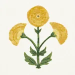 Saranda Flower Embroidery fabric MARIGOLD color by Schumacher