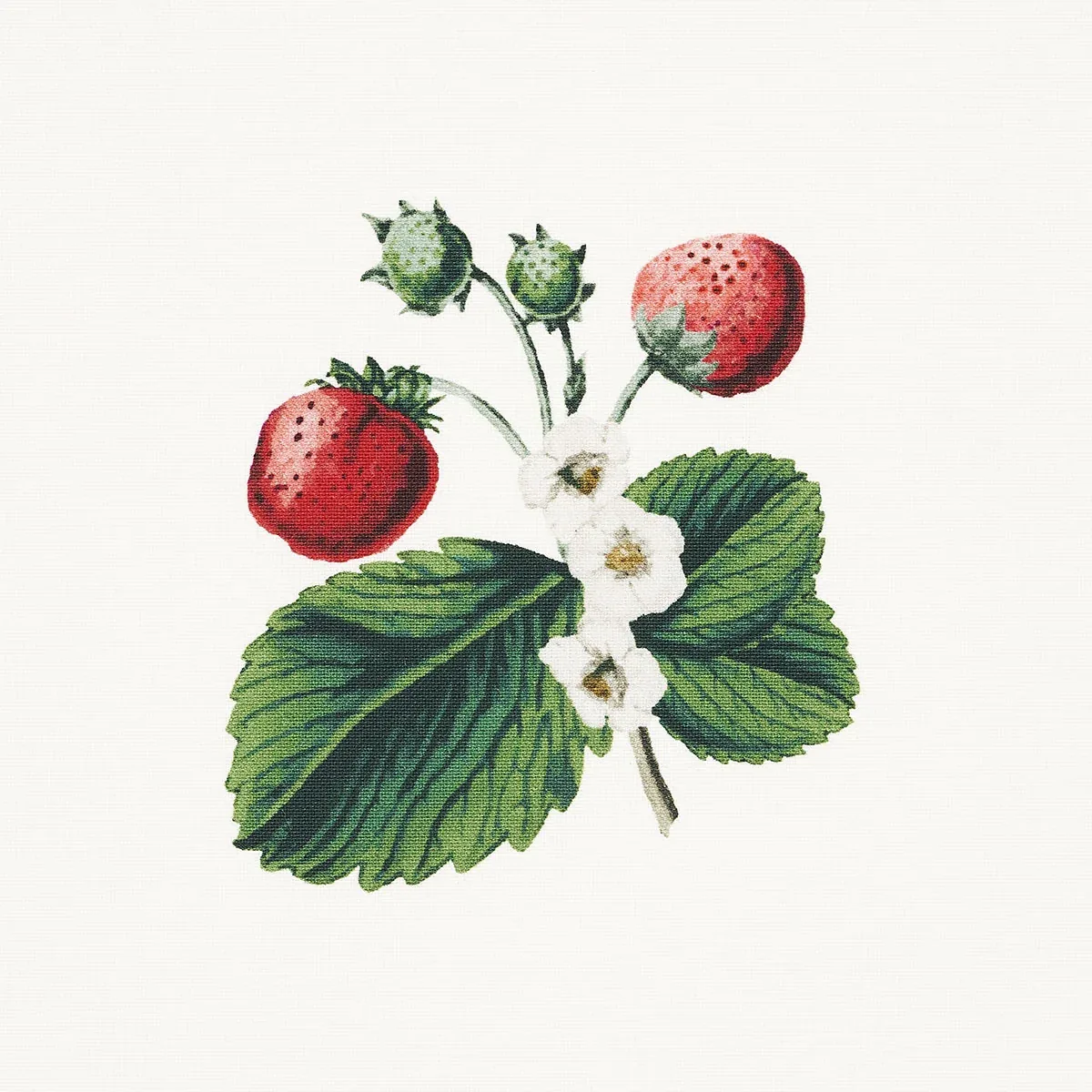 STRAWBERRY HILL fabric WHITE color by Schumacher