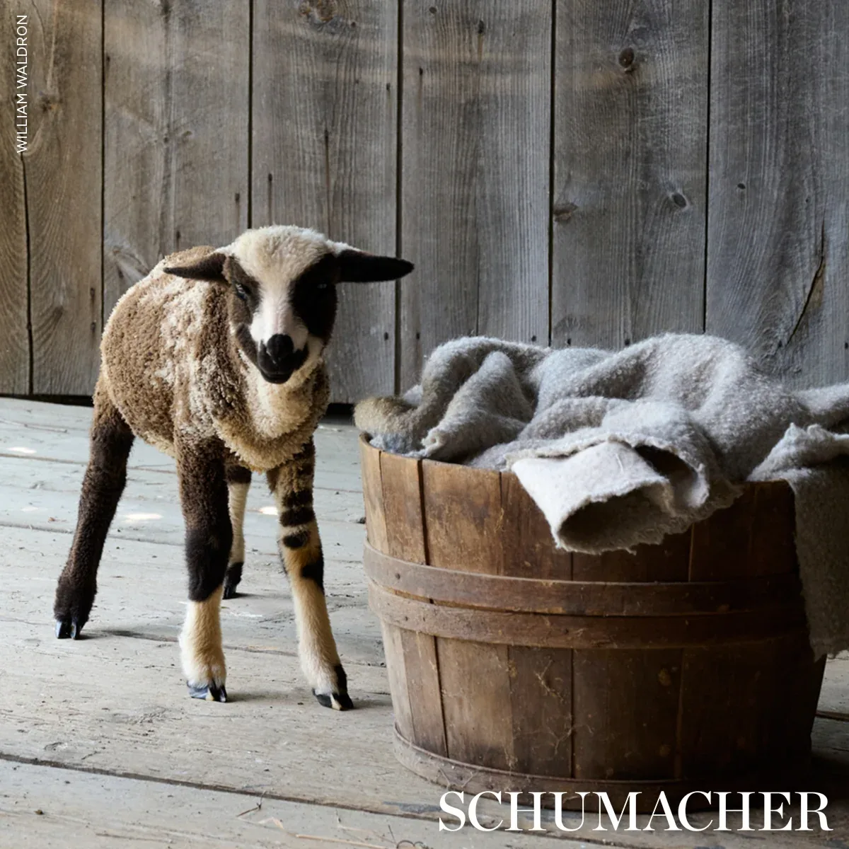 TEDDY WOOL BOUCLÉ fabric RABBIT color by Schumacher