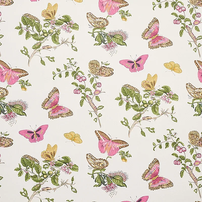 BAUDIN BUTTERFLY