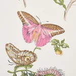 Schumacher BAUDIN BUTTERFLY - BLUSH Wallpaper | Buy Online SKU 5010690