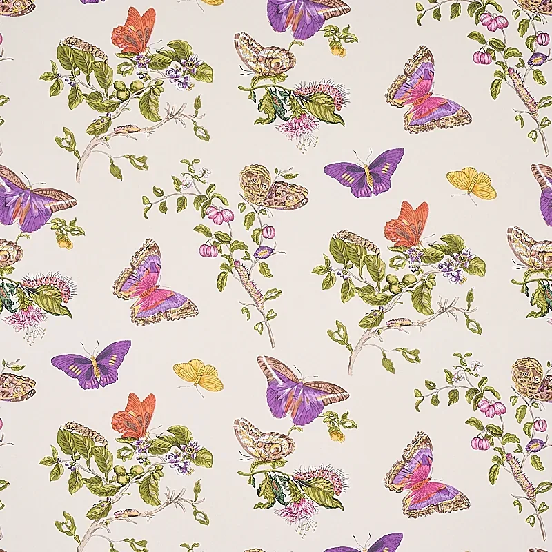 BAUDIN BUTTERFLY