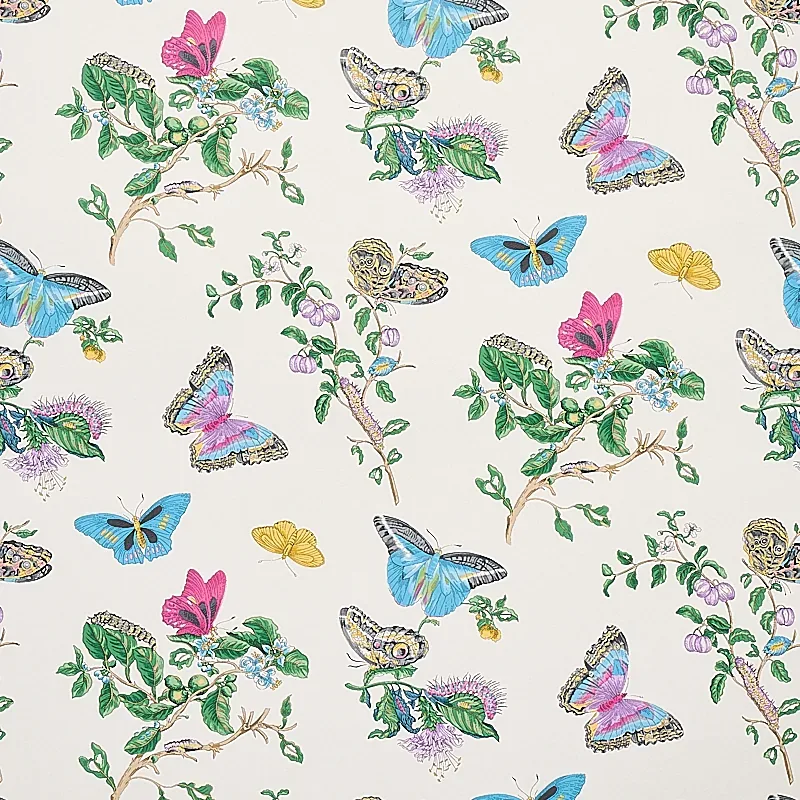 BAUDIN BUTTERFLY