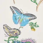 Schumacher BAUDIN BUTTERFLY - TURQUOISE Wallpaper | Buy Online SKU 5010691