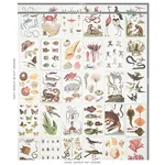 BAUHIN DOCUMENT MULTI Schumacher Wallpaper wallpaper - SKU 5012090