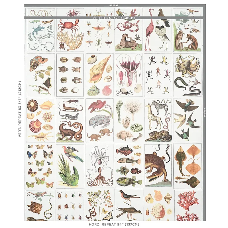 BAUHIN DOCUMENT MULTI Schumacher Wallpaper wallpaper - SKU 5012090