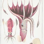 BAUHIN DOCUMENT MULTI Schumacher Wallpaper wallpaper - SKU 5012090