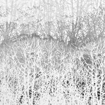 BIRCHES SILVER Schumacher Wallpaper wallpaper - SKU 2707244