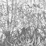BIRCHES SILVER Schumacher Wallpaper wallpaper - SKU 2707244
