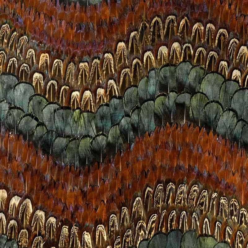 BISCAYNE PEACOCK & PHEASANT Schumacher Wallpaper wallpaper - SKU 5003880
