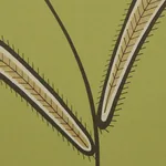 CATERPILLAR LEAF - MEADOW GREEN Schumacher Wallpaper | Wallp CATERPILLAR LEAF MEADOW GREEN Schumacher Wallpaper wallpaper - SKU 5014531