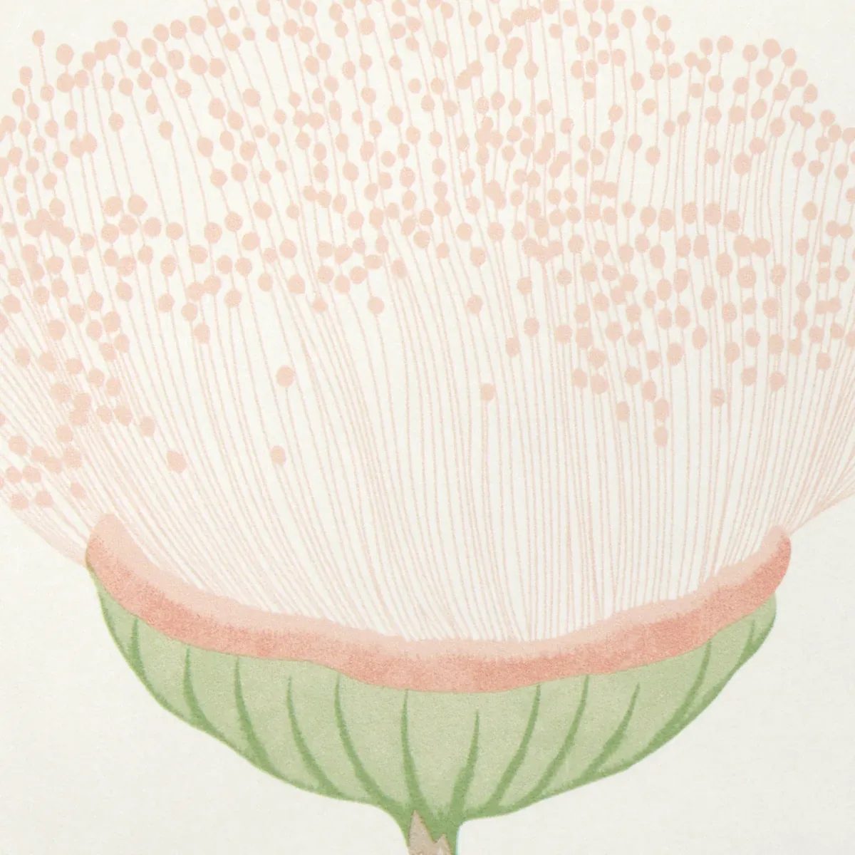 CELINDA BLUSH Schumacher Wallpaper wallpaper - SKU 5016360
