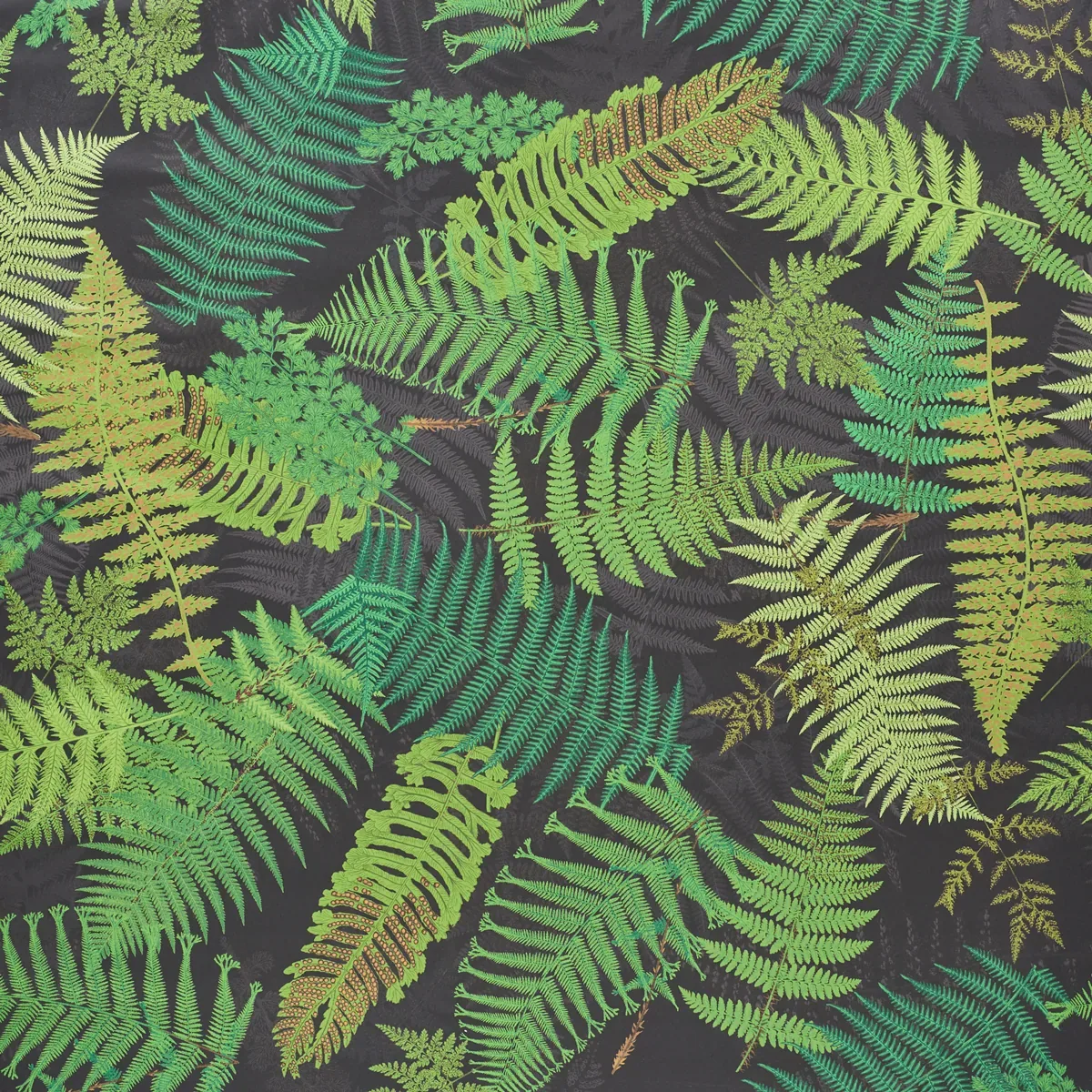 5009191 | FERNARIUM – BLACK & LEAF
