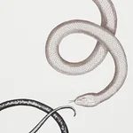 GIOVE AGATE & ONYX Schumacher Wallpaper wallpaper - SKU 5009462