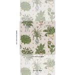 GREEN GROCER PARCHMENT Schumacher Wallpaper wallpaper - SKU 5016781