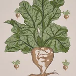GREEN GROCER PARCHMENT Schumacher Wallpaper wallpaper - SKU 5016781