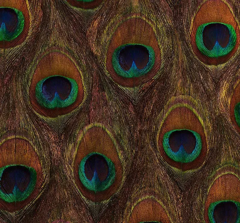 PEACOCK ORE PEACOCK Schumacher Wallpaper wallpaper - SKU 5008370