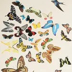 QUEEN'S FLIGHT PANEL SET SAND Schumacher Wallpaper wallpaper - SKU 5010866