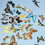 QUEEN'S FLIGHT PANEL SET - SKY Schumacher Wallpaper | Wallpa QUEEN'S FLIGHT PANEL SET SKY Schumacher Wallpaper wallpaper - SKU 5010865