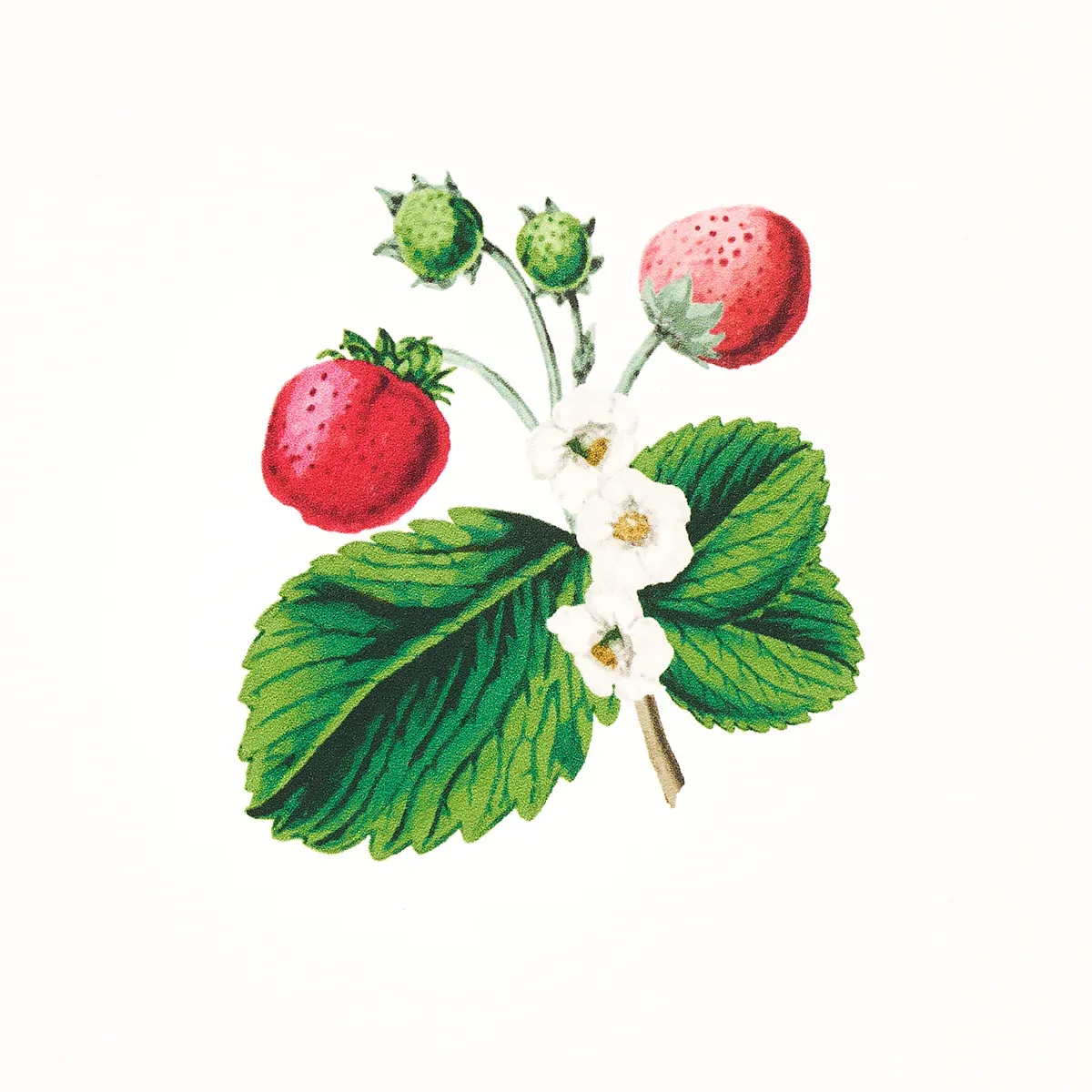 STRAWBERRY HILL WHITE Schumacher Wallpaper wallpaper - SKU 5014320