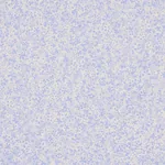 SUPERBLOOM CORNFLOWER Schumacher Wallpaper wallpaper - SKU 5014200