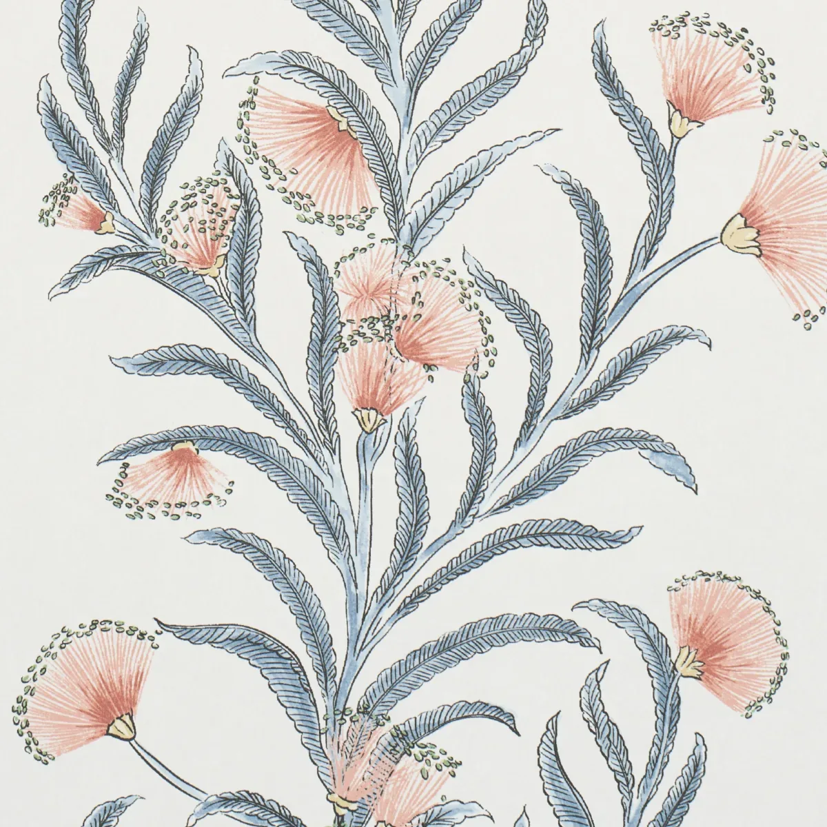 TASMANIAN MIMOSA - PINK & GREY Schumacher Wallpaper | Wallpa TASMANIAN MIMOSA PINK & GREY Schumacher Wallpaper wallpaper - SKU 5015360