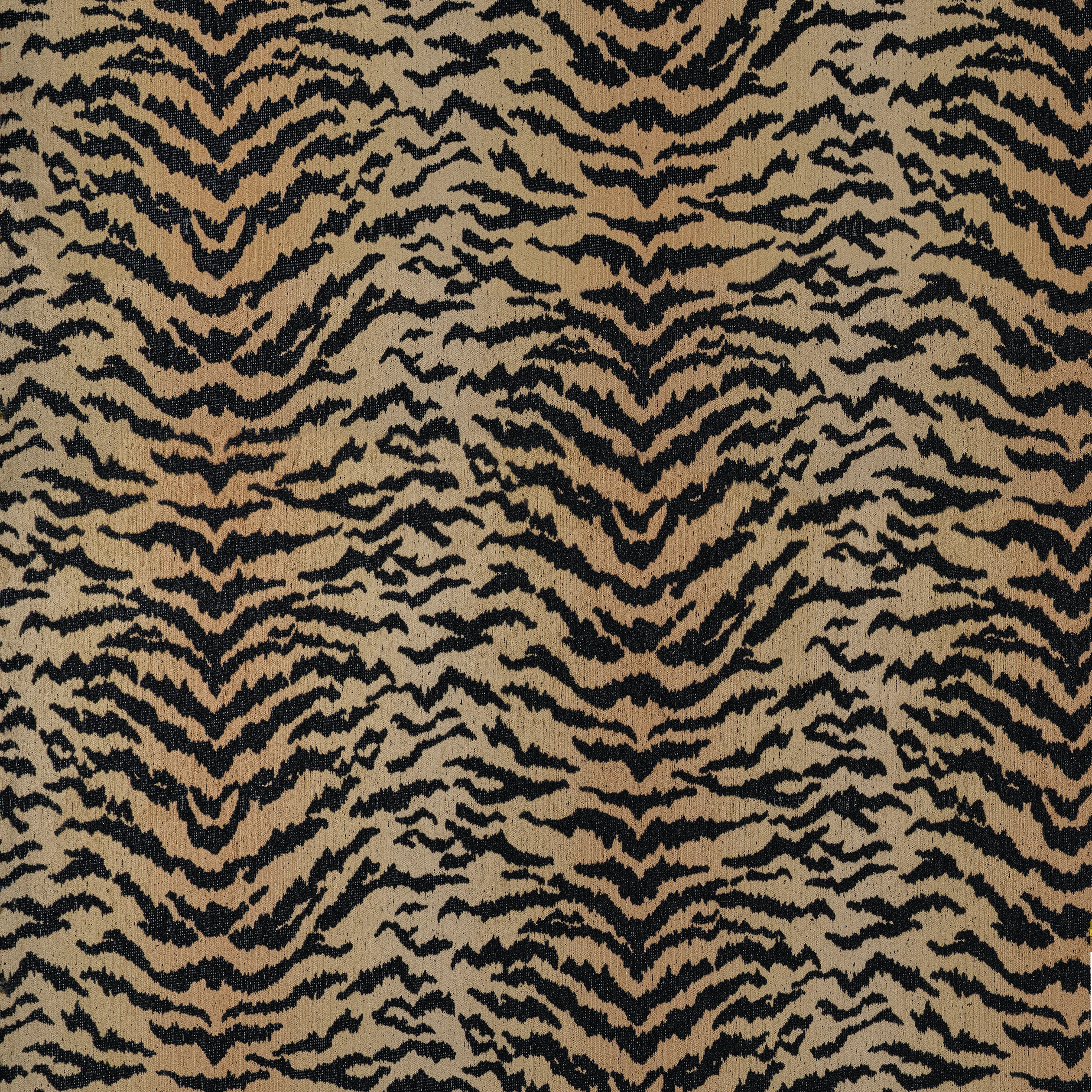 Thibaut Aja in Tiger (W711318)