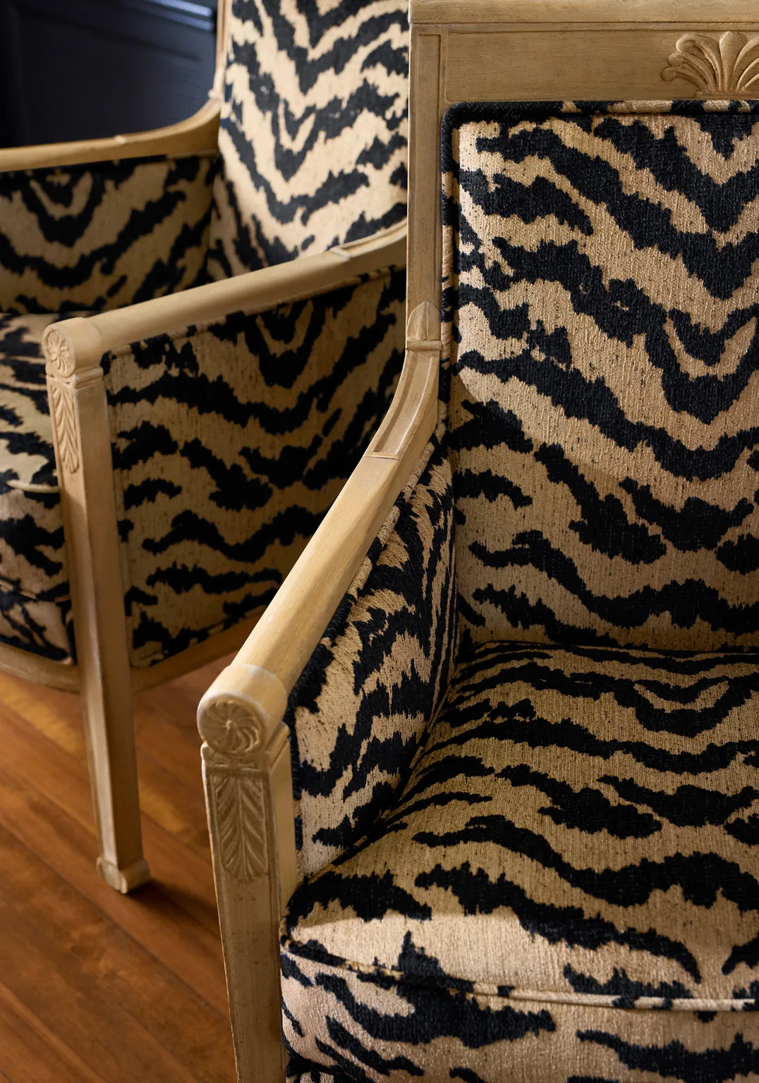 Thibaut Aja in Tiger (W711318)