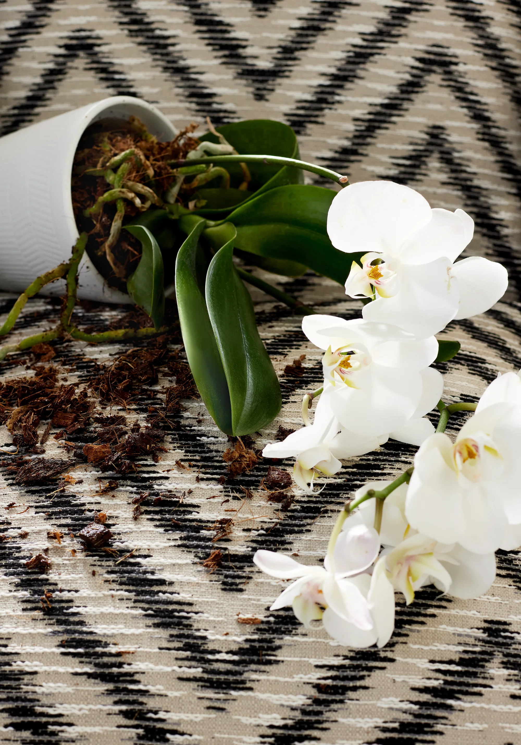 Thibaut Aliso in Onyx (W8823)