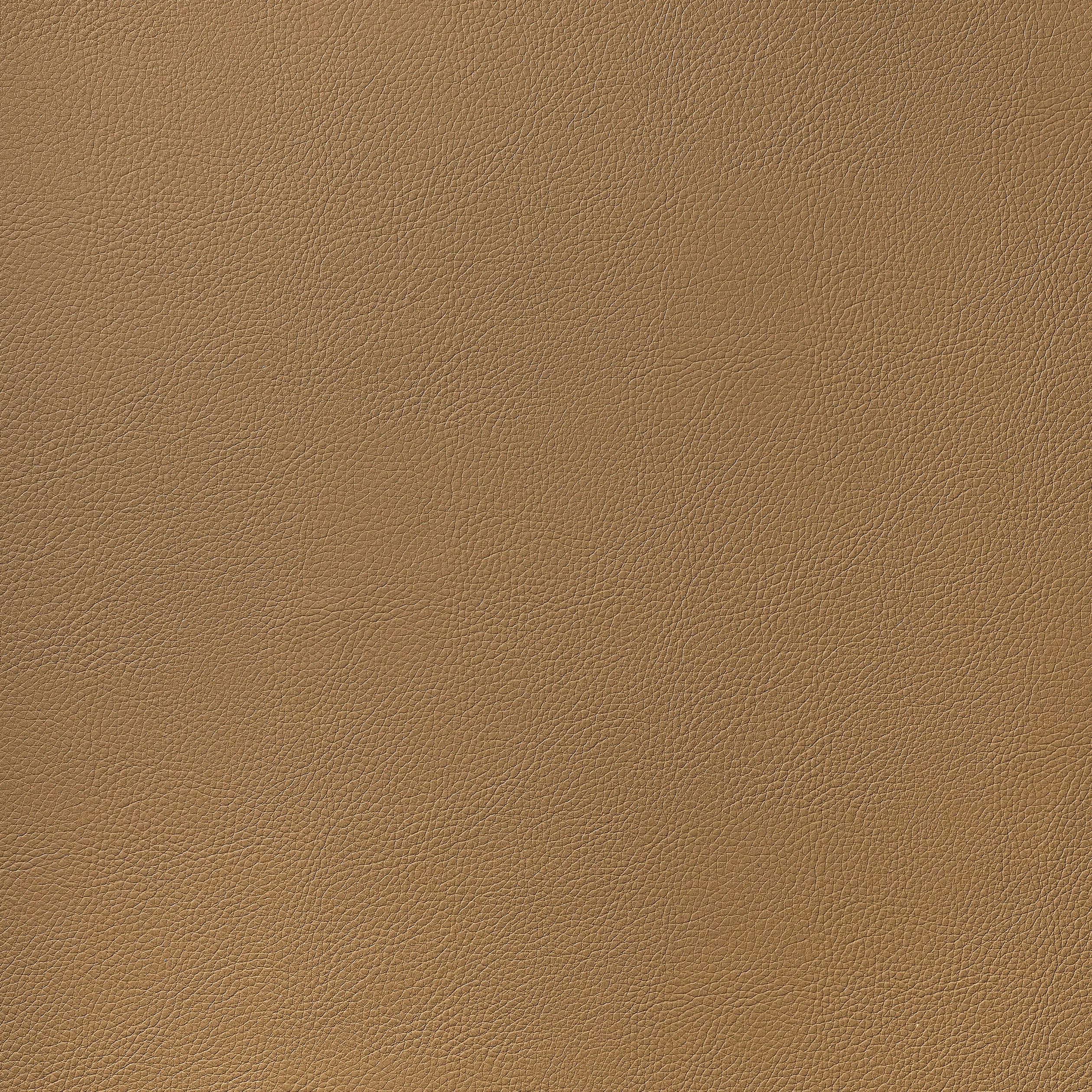 Thibaut Arcata in Saddle (W78393)