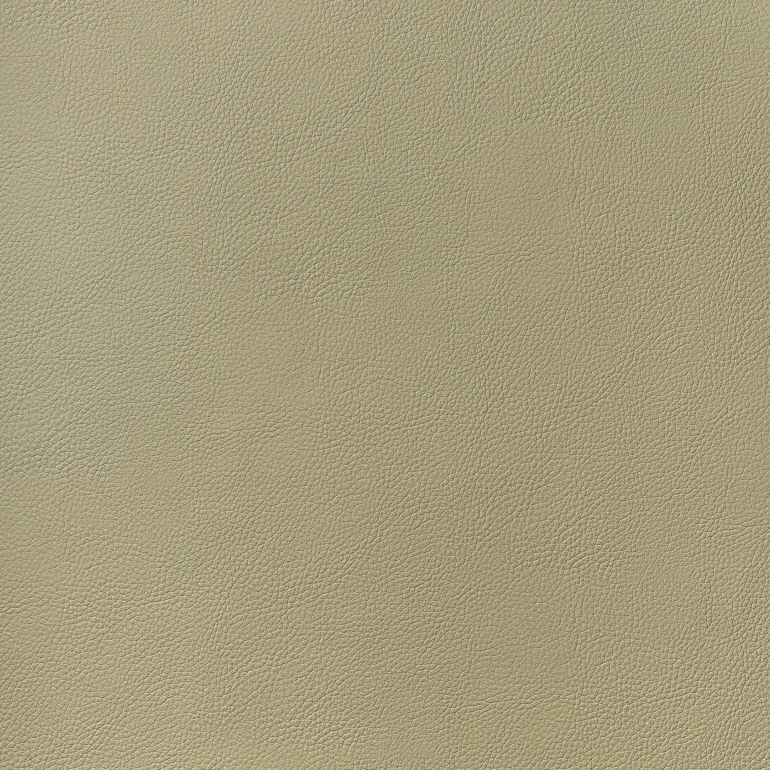 Thibaut Arcata in Twig (W78385)