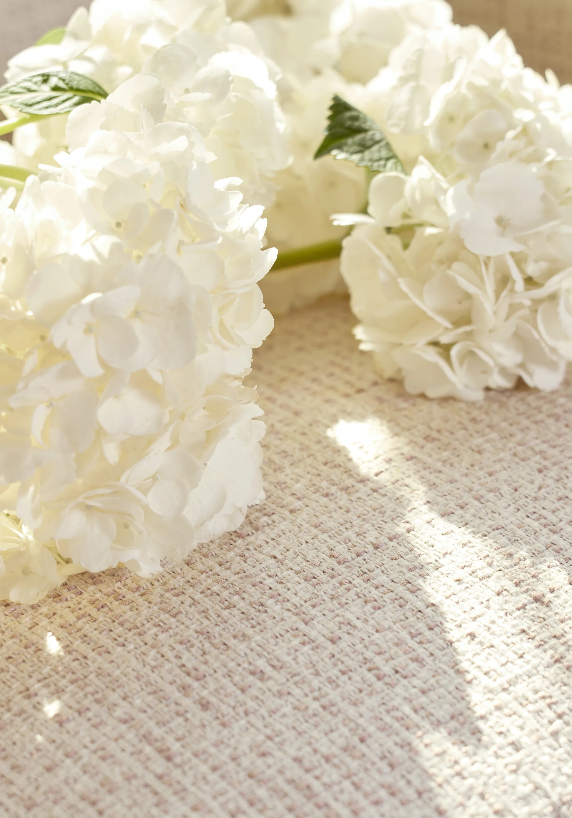 Thibaut Arno in Cameo (W80944)
