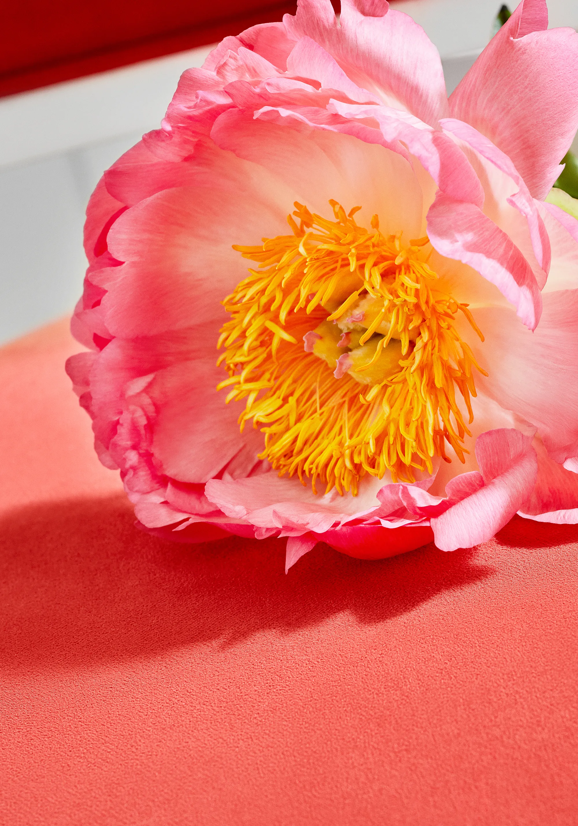 Thibaut Club Velvet in Coral (W7204)