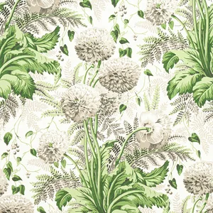 Anna French Dahlia in Spring on White (AF24538)