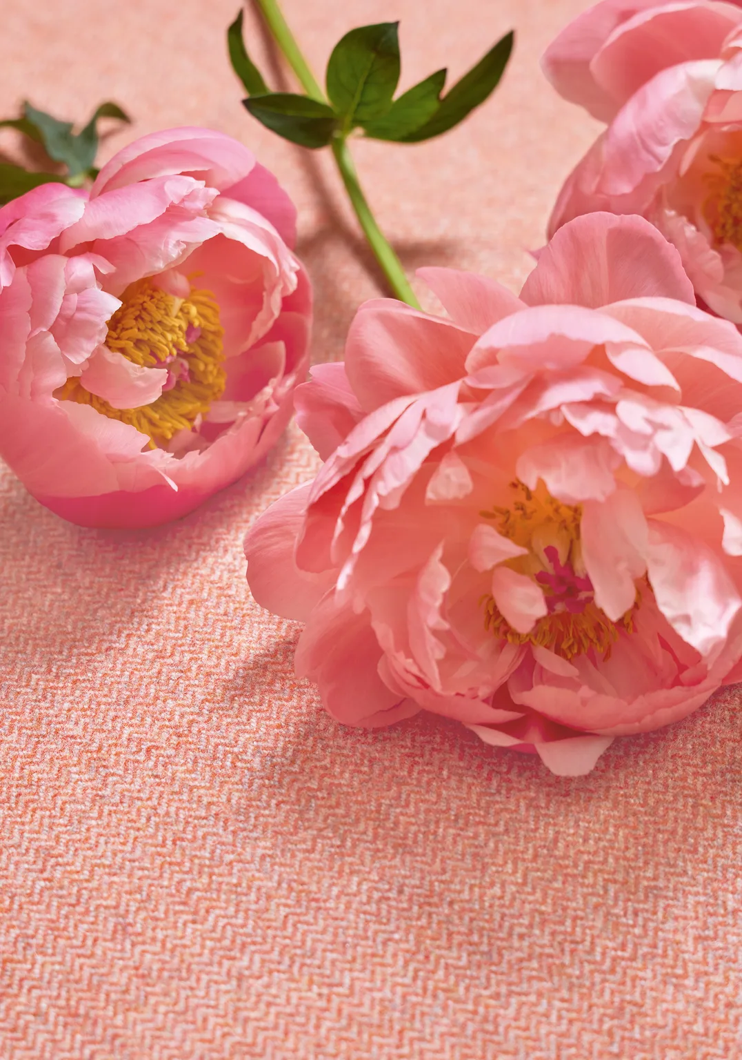 Thibaut Dorset in Adobe (W80904)