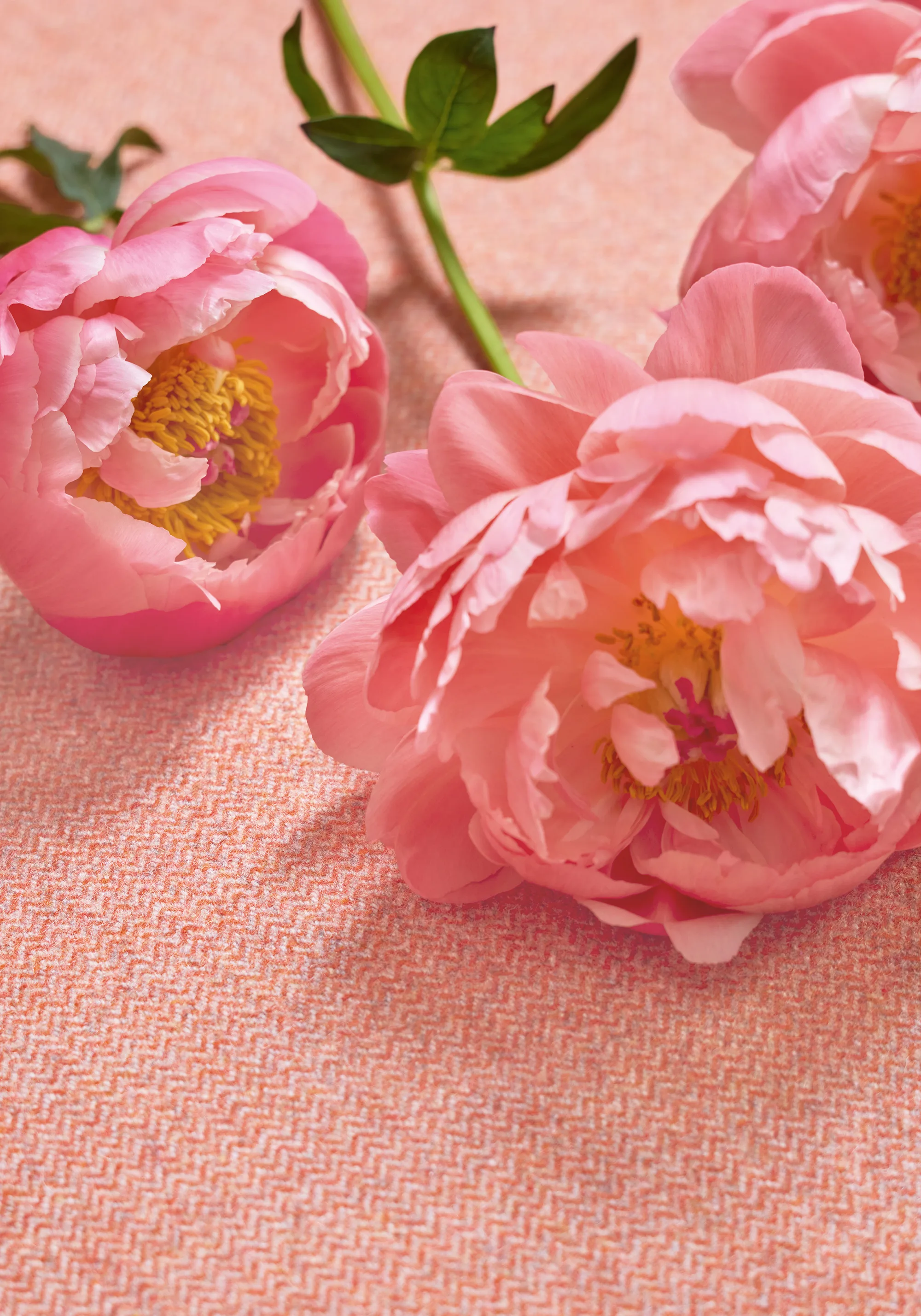 Thibaut Dorset in Adobe (W80904)