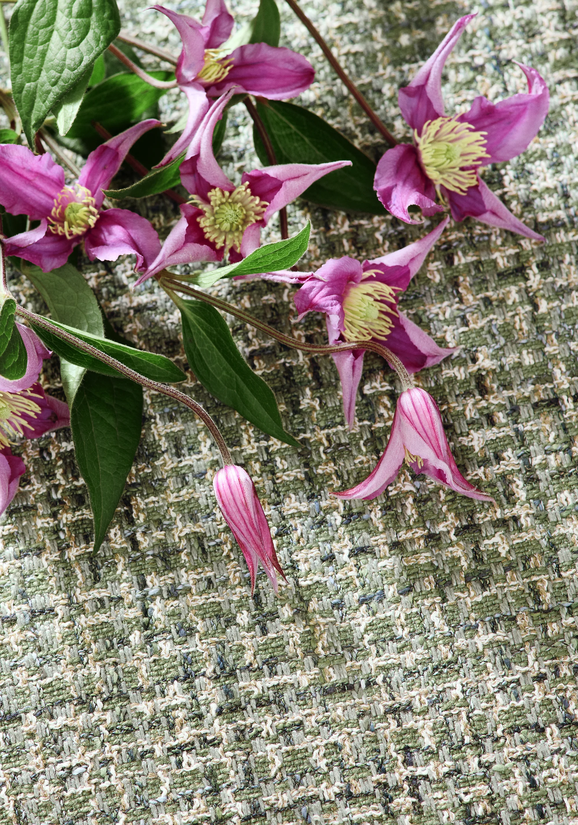 Thibaut Emilio in Juniper (W80955)
