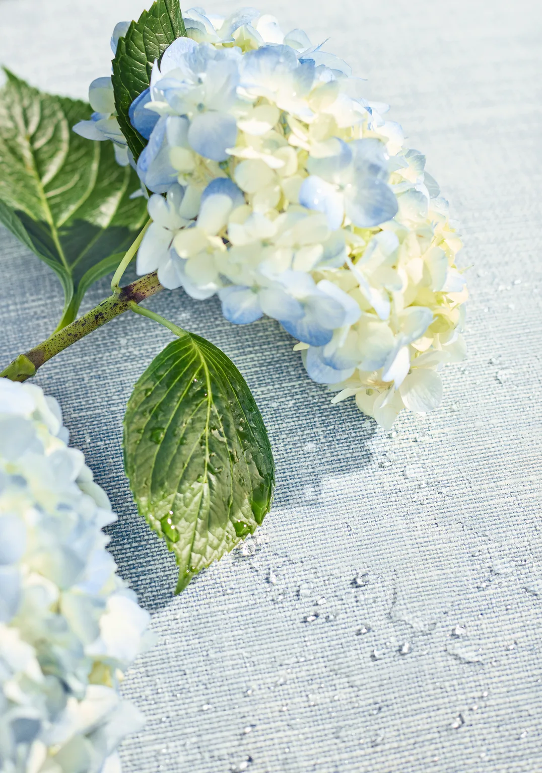Thibaut Finley in Chambray (W81605)