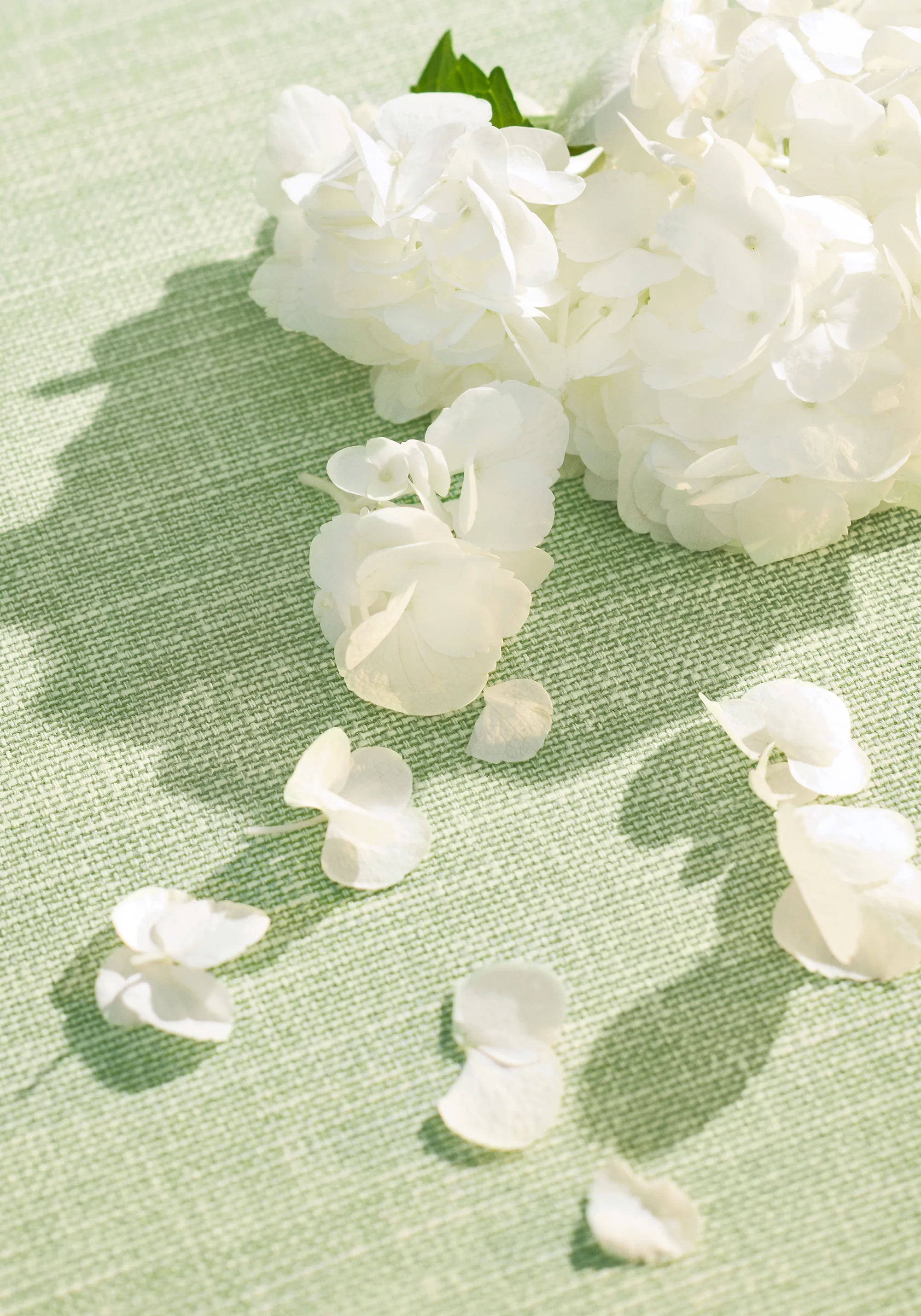 Thibaut Finley in Willow (W81609)